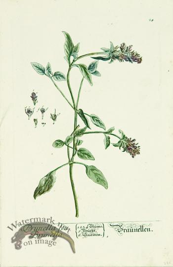 Blackwell German 203